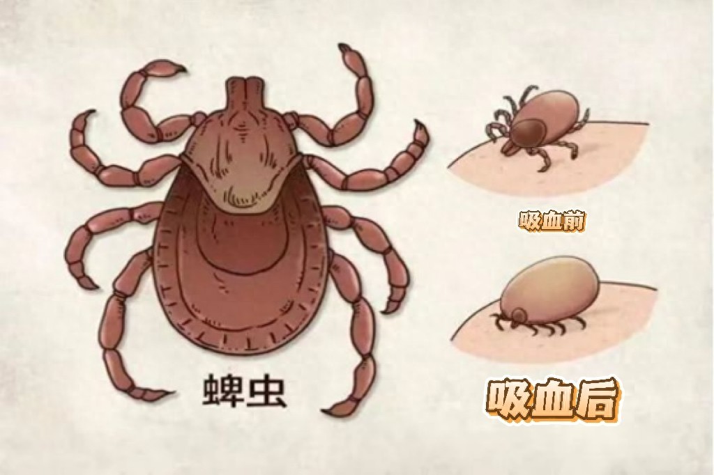 季节性宠物寄生虫预防方案_蜱虫叮咬处理方法_蜱虫病预防措施