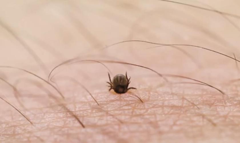 蜱虫叮咬处理方法_蜱虫病预防措施_季节性宠物寄生虫预防方案