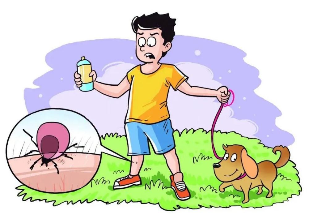 季节性宠物寄生虫预防方案_蜱虫叮咬处理方法_蜱虫病预防措施