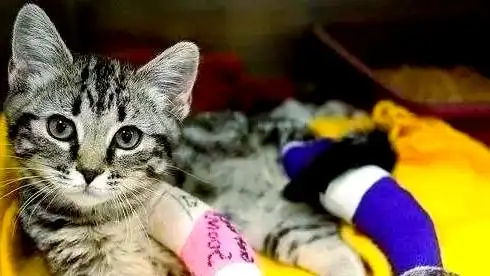 猫咪多发性关节炎：僵硬步态诊断_猫咪关节炎症状_老年猫咪关节炎治疗