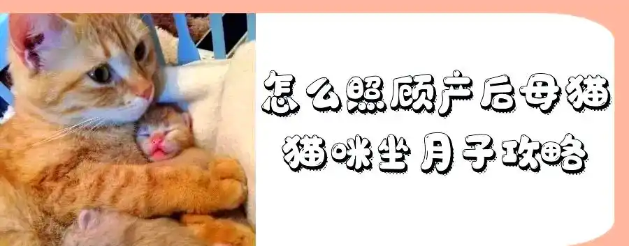 猫咪关节炎症状_猫咪多发性关节炎：僵硬步态诊断_老年猫咪关节炎治疗