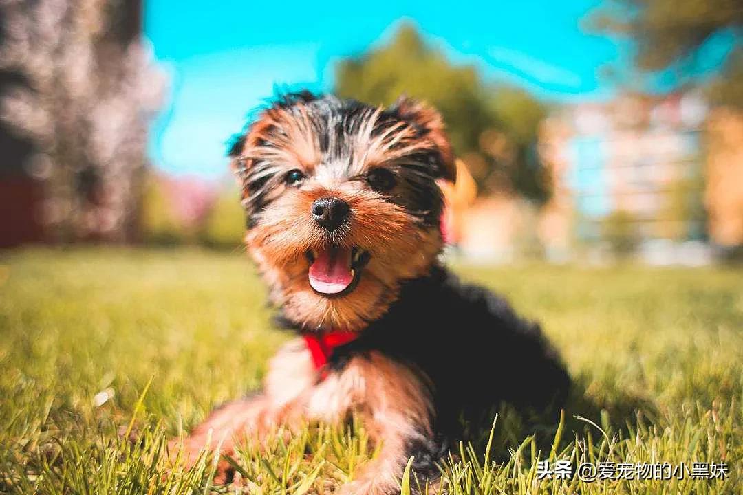 犬猫多饮多尿原因_狗狗尿液发黄？脱水和肝脏问题的关联_犬猫多饮多尿诊断方法