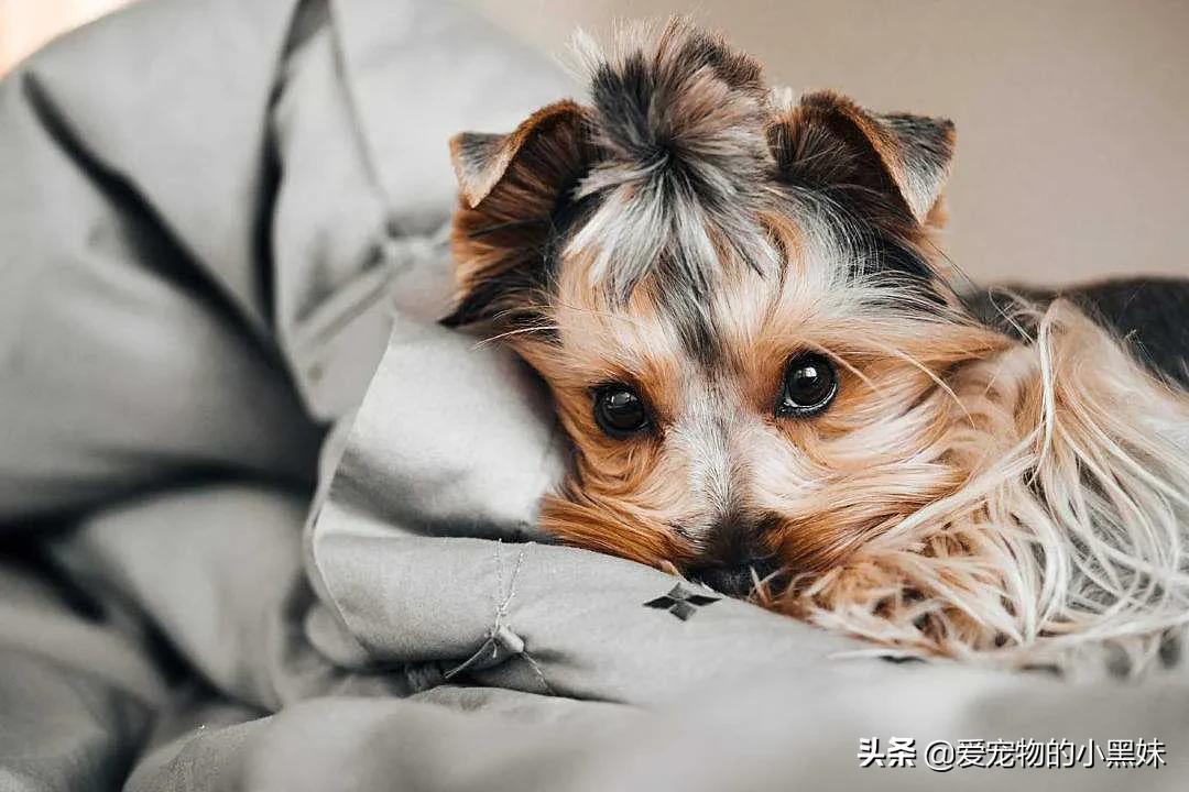 犬猫多饮多尿原因_狗狗尿液发黄？脱水和肝脏问题的关联_犬猫多饮多尿诊断方法