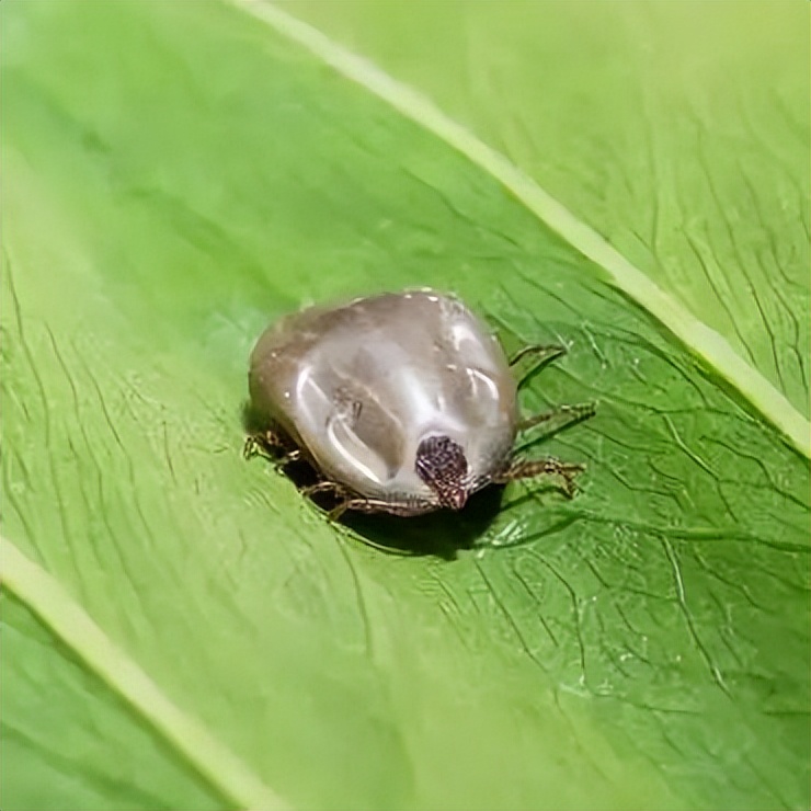 蜱虫活动高峰期预防措施_季节性宠物寄生虫预防方案_蜱虫叮咬危害及处理方法