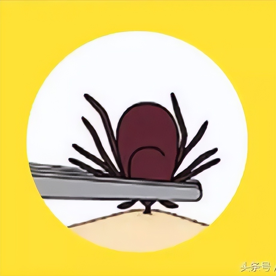 季节性宠物寄生虫预防方案_蜱虫叮咬危害及处理方法_蜱虫活动高峰期预防措施