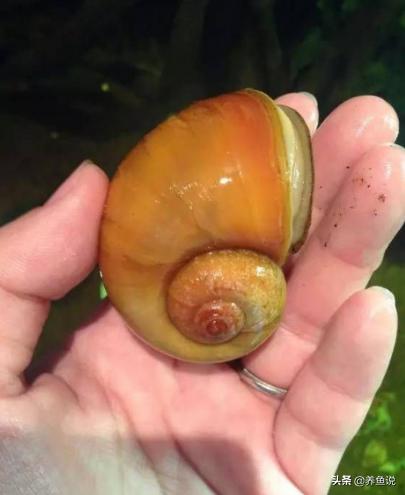 是鱼缸的噩梦，也是天使，它在鱼缸里面时不时地出现，要不要清理-派特超人-宠物