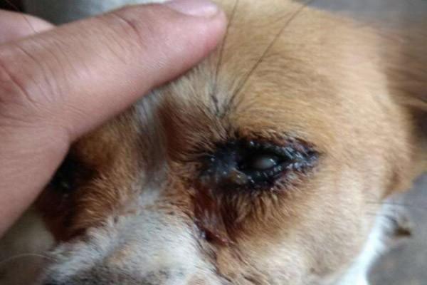 小狗眼睛有脓性眼屎-派特超人-宠物