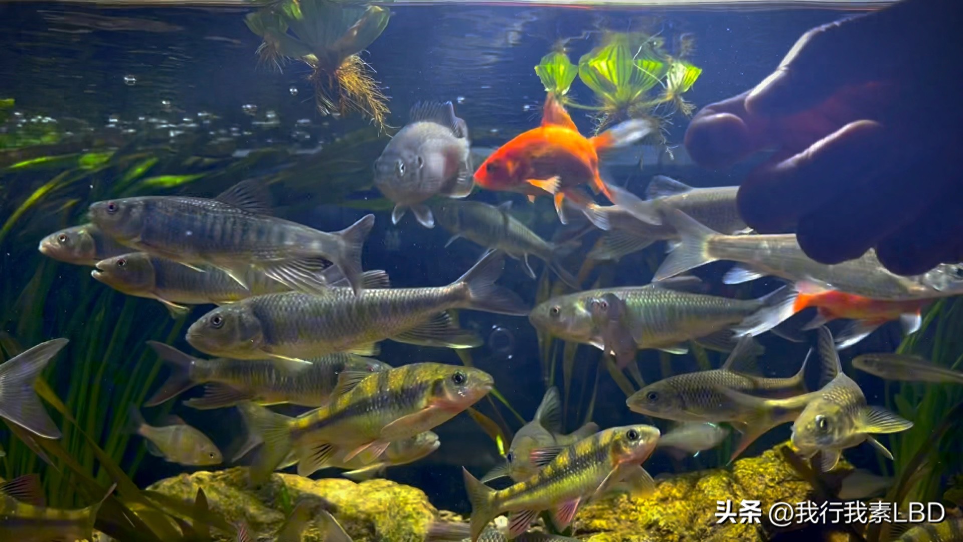 鱼缸里有鱼怎么给水杀菌-派特超人-宠物