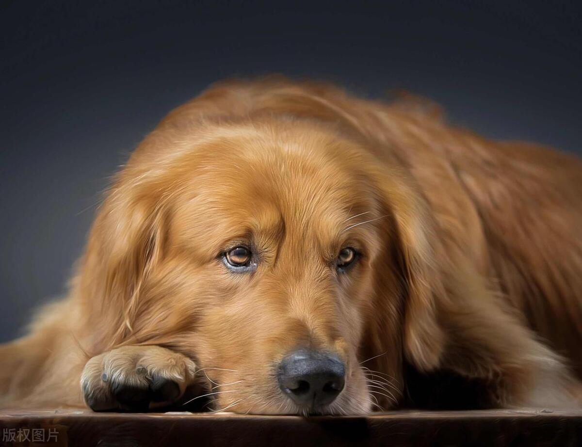 急坏了！狗狗突然拉肚子，快看看这些应对方法-派特超人-宠物