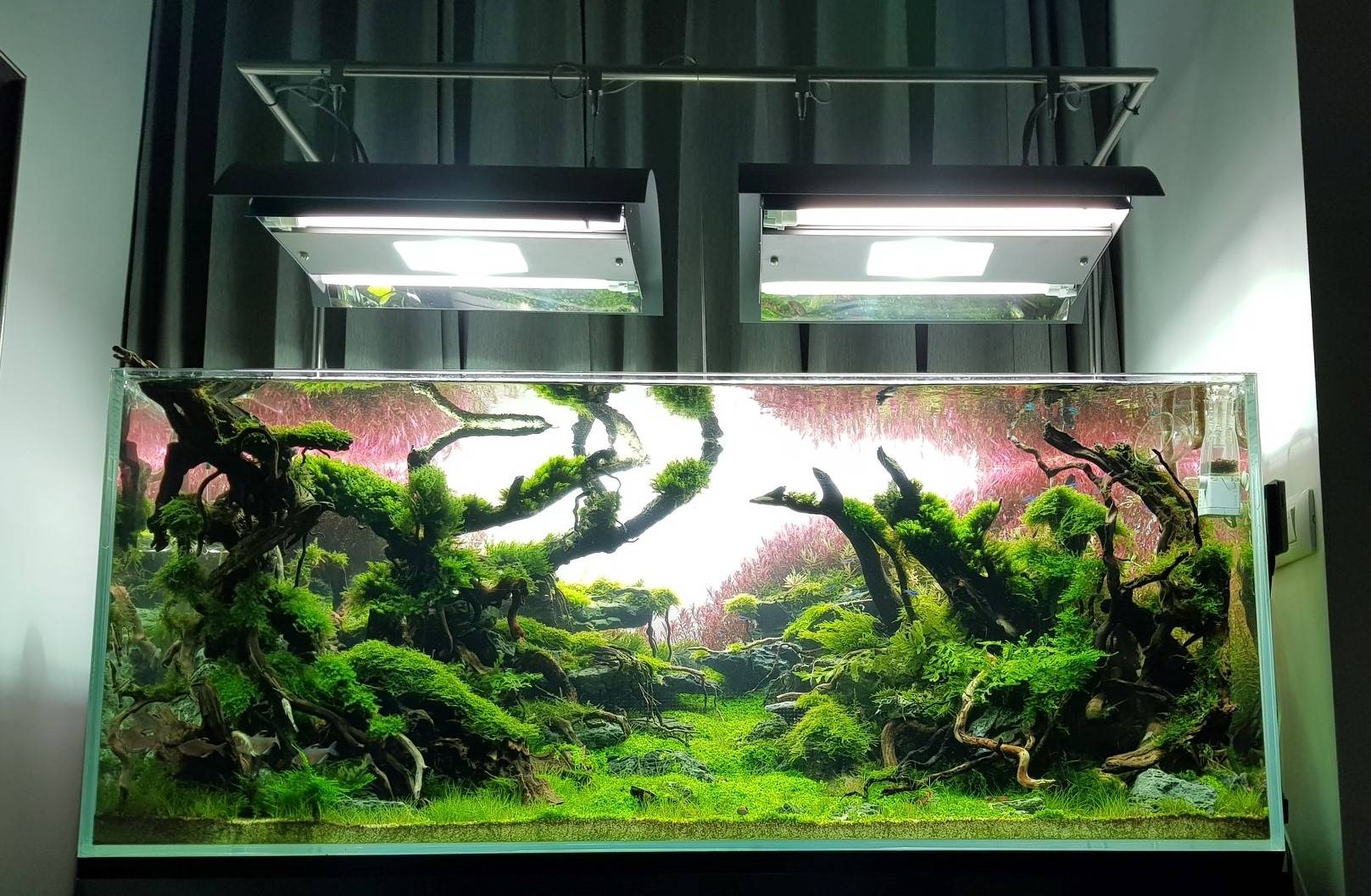 草缸光照强度设置_水草光照需求分类_让水草快速生长的光照秘诀