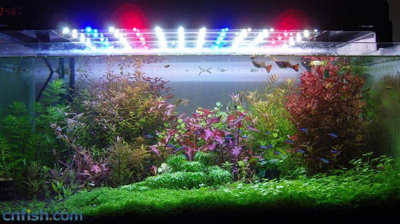 草缸光照强度设置_让水草快速生长的光照秘诀_水草光照需求分类