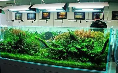 让水草快速生长的光照秘诀_草缸光照强度设置_水草光照需求分类