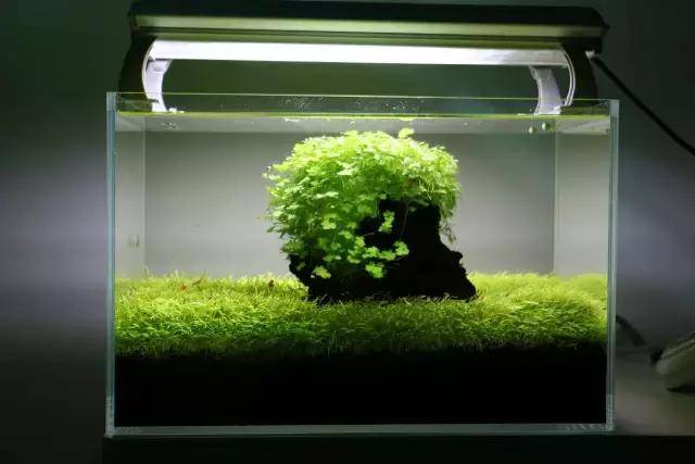 水草光照需求分类_草缸光照强度设置_让水草快速生长的光照秘诀