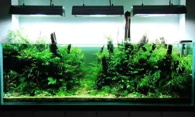 水草光照需求分类_草缸光照强度设置_让水草快速生长的光照秘诀