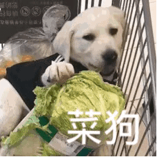 狗狗为什么会腹泻及应对措施-派特超人-宠物