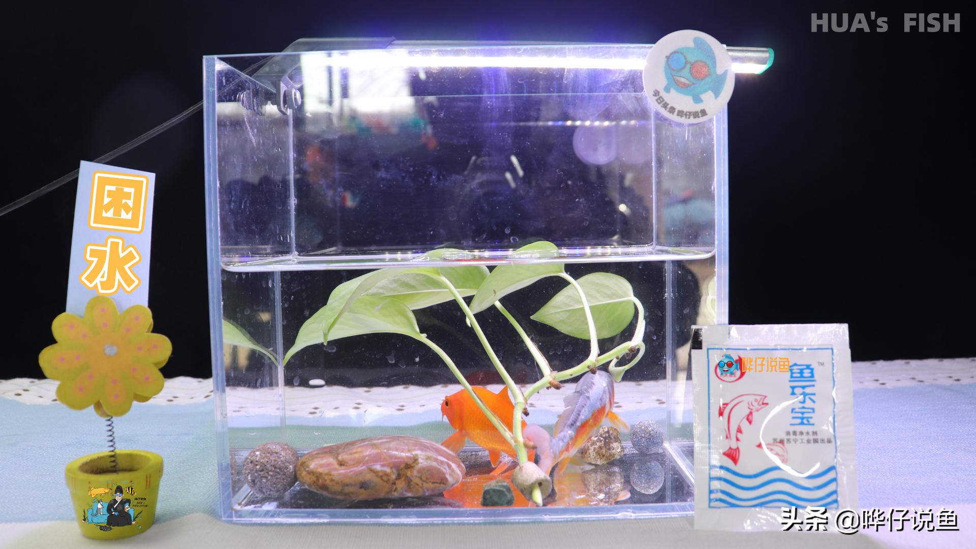 鱼缸里发现寄生虫怎么办_观赏鱼检疫缸使用方法_鱼缸困水技巧