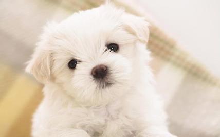 狗狗不能喝的这几种水，对狗狗有很大伤害-派特超人-宠物