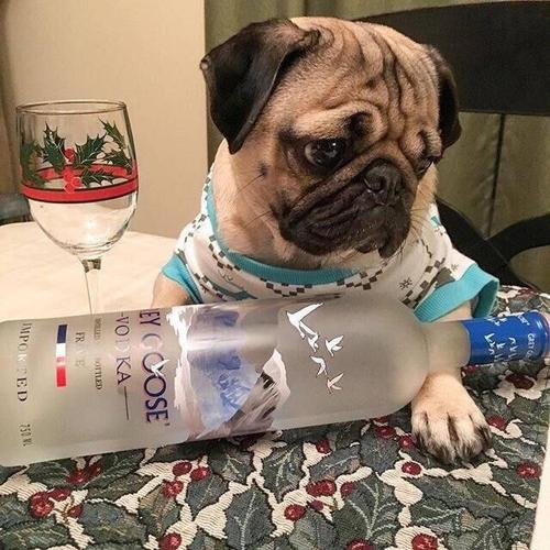 狗狗尿液发黄？脱水和肝脏问题的关联_狗狗不能喝的茶水 喂狗喝盐水危害 狗狗长期积水危害