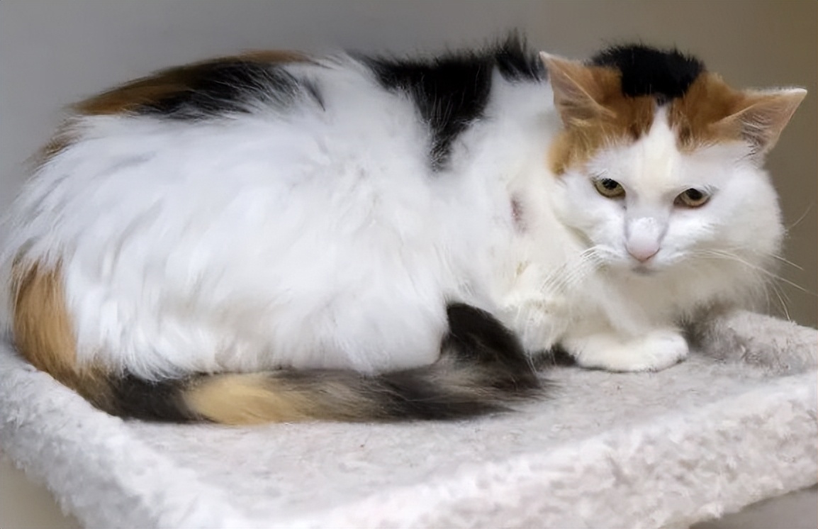猫咪衰老症状_猫咪刷牙的循序渐进训练法_老年猫护理方法