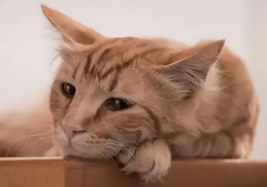 猫咪衰老症状_猫咪刷牙的循序渐进训练法_老年猫护理方法