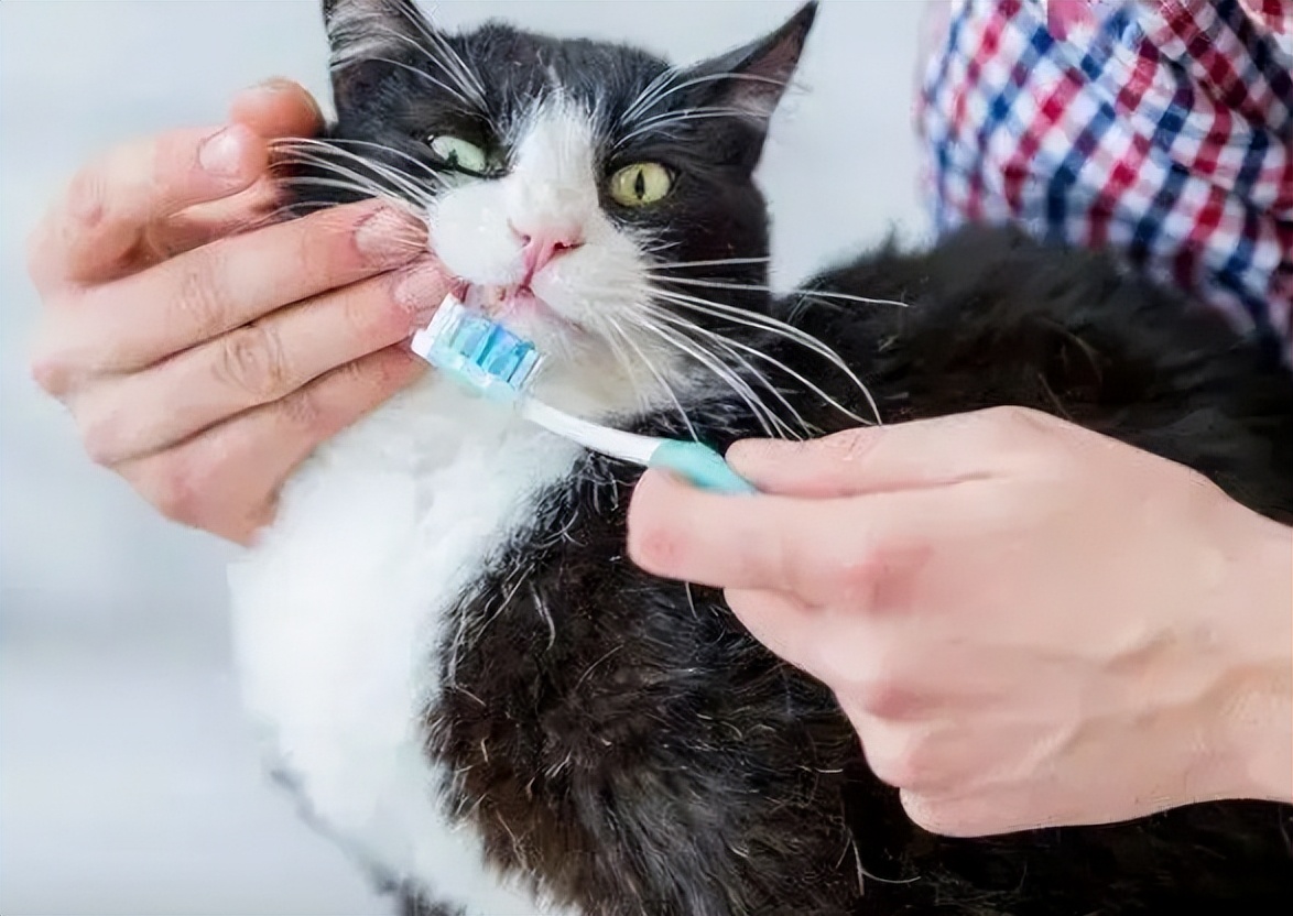 老年猫护理方法_猫咪衰老症状_猫咪刷牙的循序渐进训练法