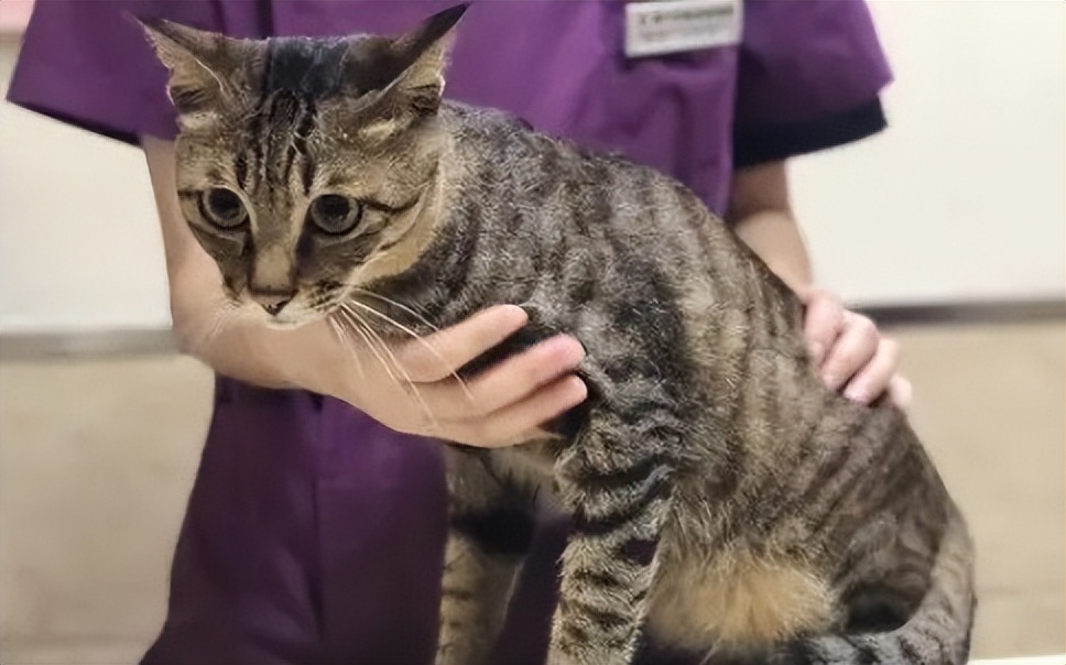 猫咪衰老症状_猫咪刷牙的循序渐进训练法_老年猫护理方法