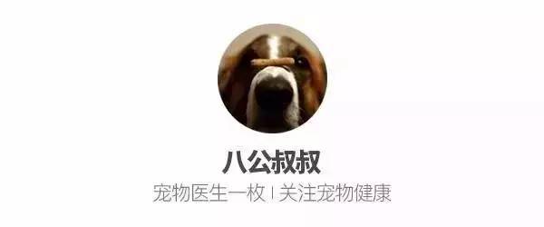猫中毒物质危害_猫咪药物中毒：常见有毒物品清单_猫咪常见致命日用品