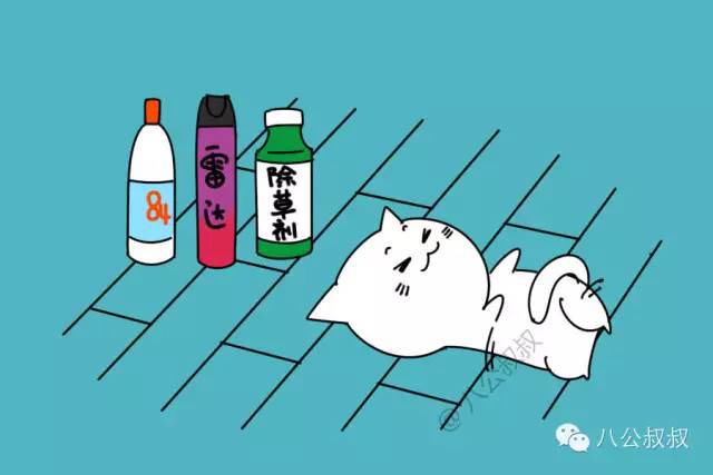 猫咪药物中毒：常见有毒物品清单_猫中毒物质危害_猫咪常见致命日用品