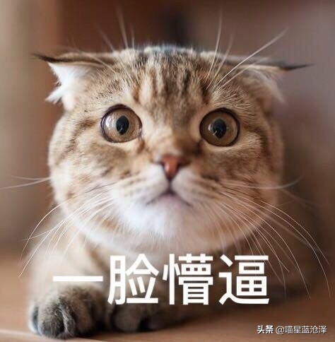 猫咪随地排泄原因_病理性猫咪排泄治疗_猫咪粪便检测的意义