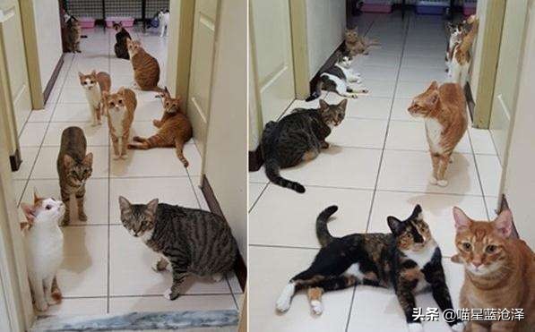 猫咪粪便检测的意义_猫咪随地排泄原因_病理性猫咪排泄治疗