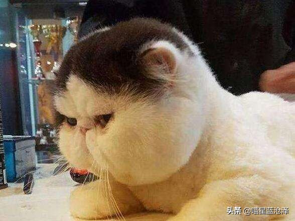 猫咪随地排泄原因_病理性猫咪排泄治疗_猫咪粪便检测的意义