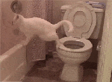 猫咪粪便检测的意义_病理性猫咪排泄治疗_猫咪随地排泄原因