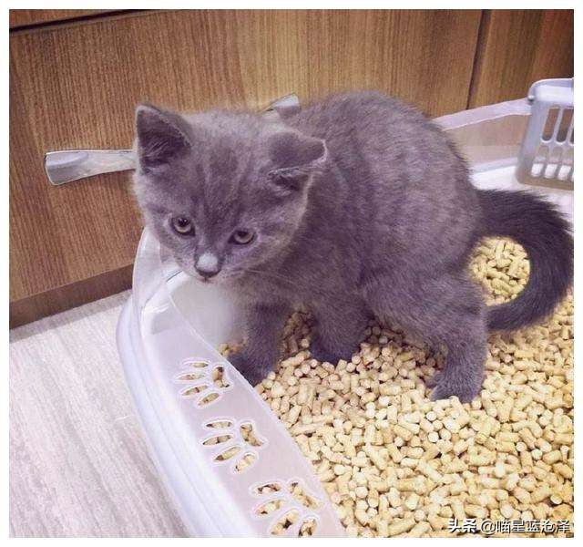 猫咪粪便检测的意义_猫咪随地排泄原因_病理性猫咪排泄治疗