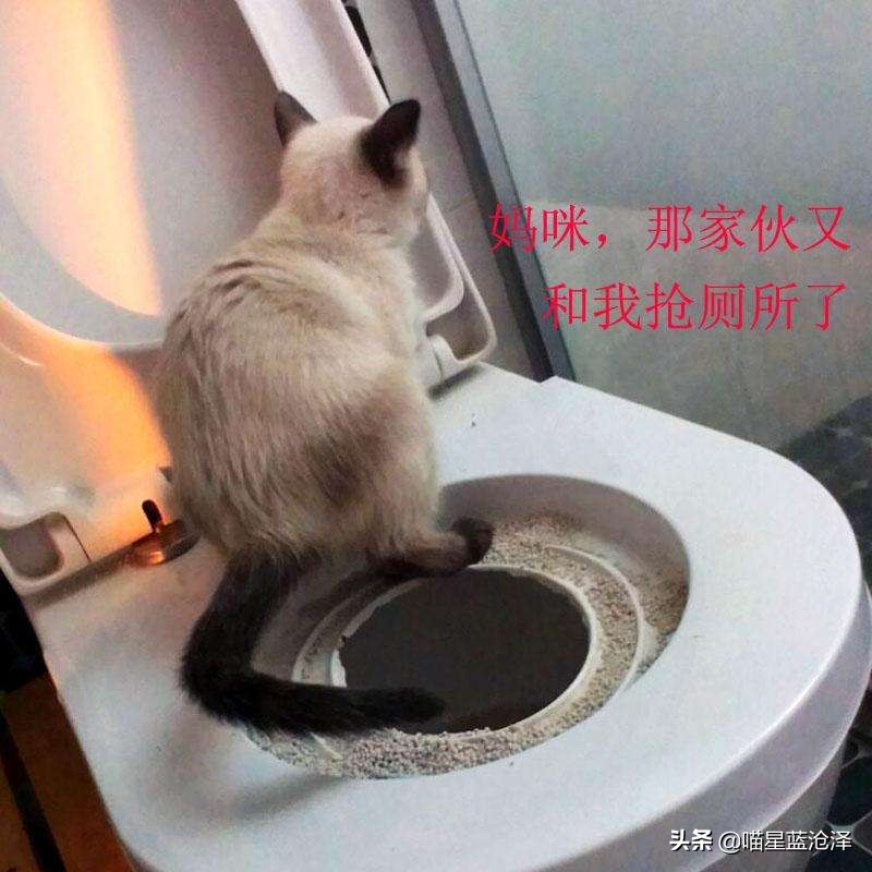 猫咪随地排泄原因_猫咪粪便检测的意义_病理性猫咪排泄治疗