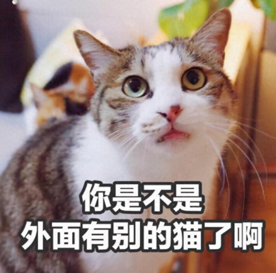如何正确给猫咪剪指甲_猫咪不喜欢被关笼子_猫咪不喜欢被赶出门