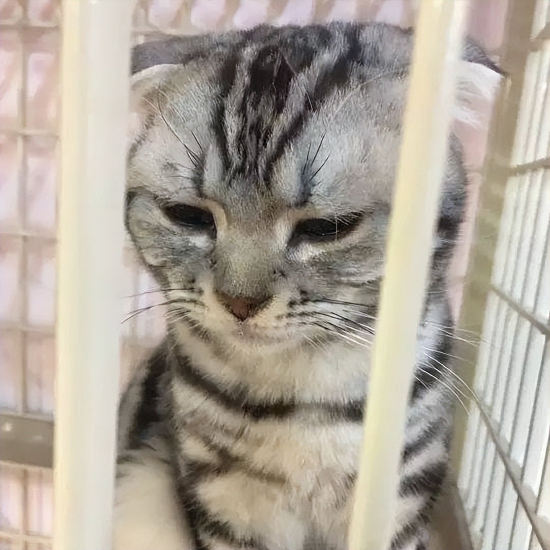 如何正确给猫咪剪指甲_猫咪不喜欢被赶出门_猫咪不喜欢被关笼子