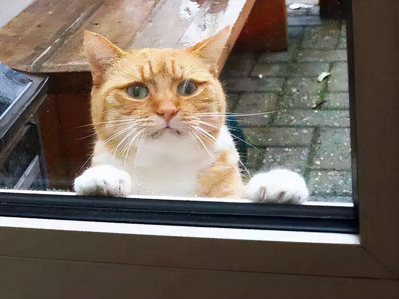 如何正确给猫咪剪指甲_猫咪不喜欢被关笼子_猫咪不喜欢被赶出门