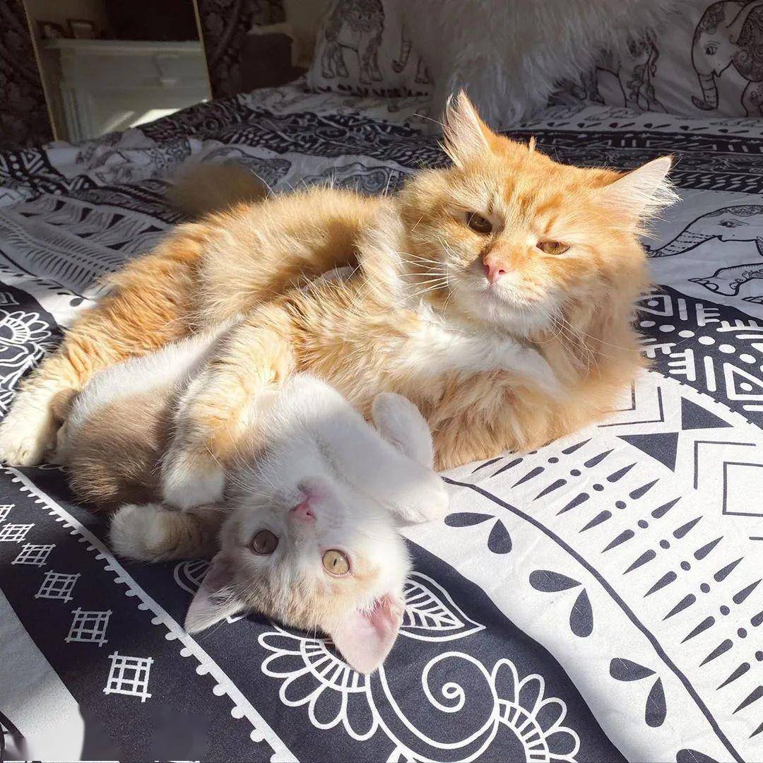 如何正确给猫咪剪指甲_猫咪不喜欢被赶出门_猫咪不喜欢被关笼子