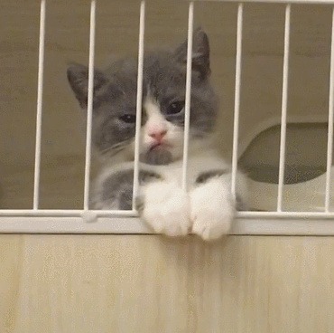 猫咪不喜欢被关笼子_猫咪不喜欢被赶出门_如何正确给猫咪剪指甲