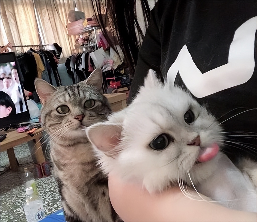 如何正确给猫咪剪指甲_猫咪不喜欢被赶出门_猫咪不喜欢被关笼子