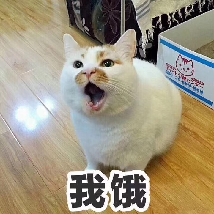 猫咪不喜欢被关笼子_猫咪不喜欢被赶出门_如何正确给猫咪剪指甲