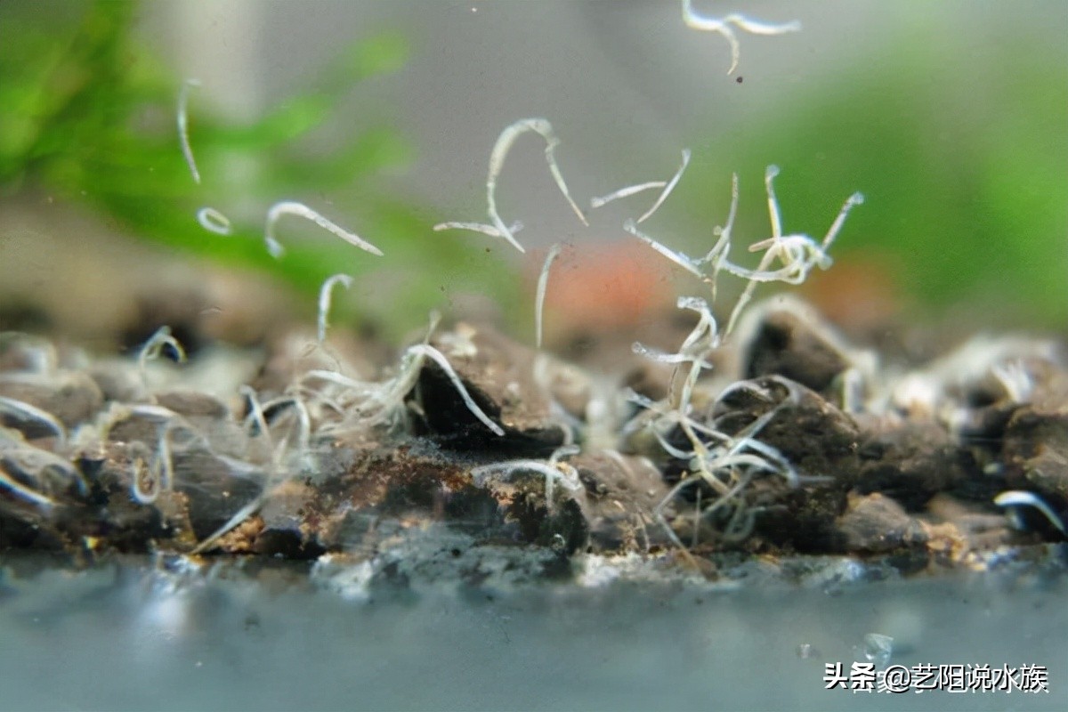 鱼缸蛋白虫治理方法_蛋白虫去除高锰酸钾_鱼缸里发现寄生虫怎么办
