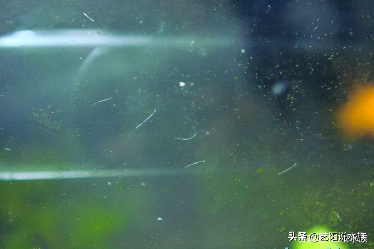蛋白虫去除高锰酸钾_鱼缸蛋白虫治理方法_鱼缸里发现寄生虫怎么办
