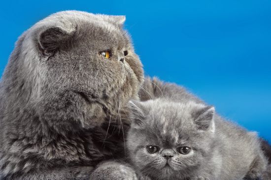 常见的对猫有毒的植物有哪些-派特超人-宠物