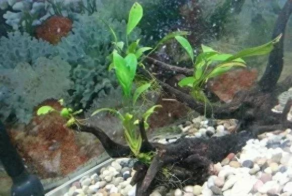 鱼缸小黑虫解决技巧_鱼缸蛋白虫处理方法_鱼缸里发现寄生虫怎么办