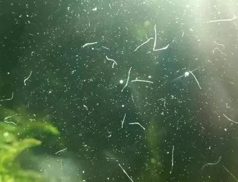 鱼缸小黑虫解决技巧_鱼缸里发现寄生虫怎么办_鱼缸蛋白虫处理方法