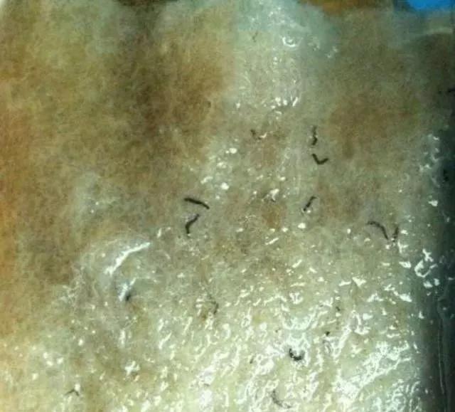 鱼缸小黑虫解决技巧_鱼缸里发现寄生虫怎么办_鱼缸蛋白虫处理方法