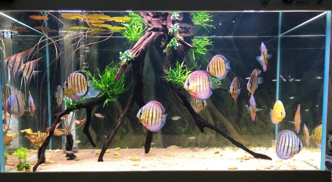 鱼缸小黑虫解决技巧_鱼缸蛋白虫处理方法_鱼缸里发现寄生虫怎么办