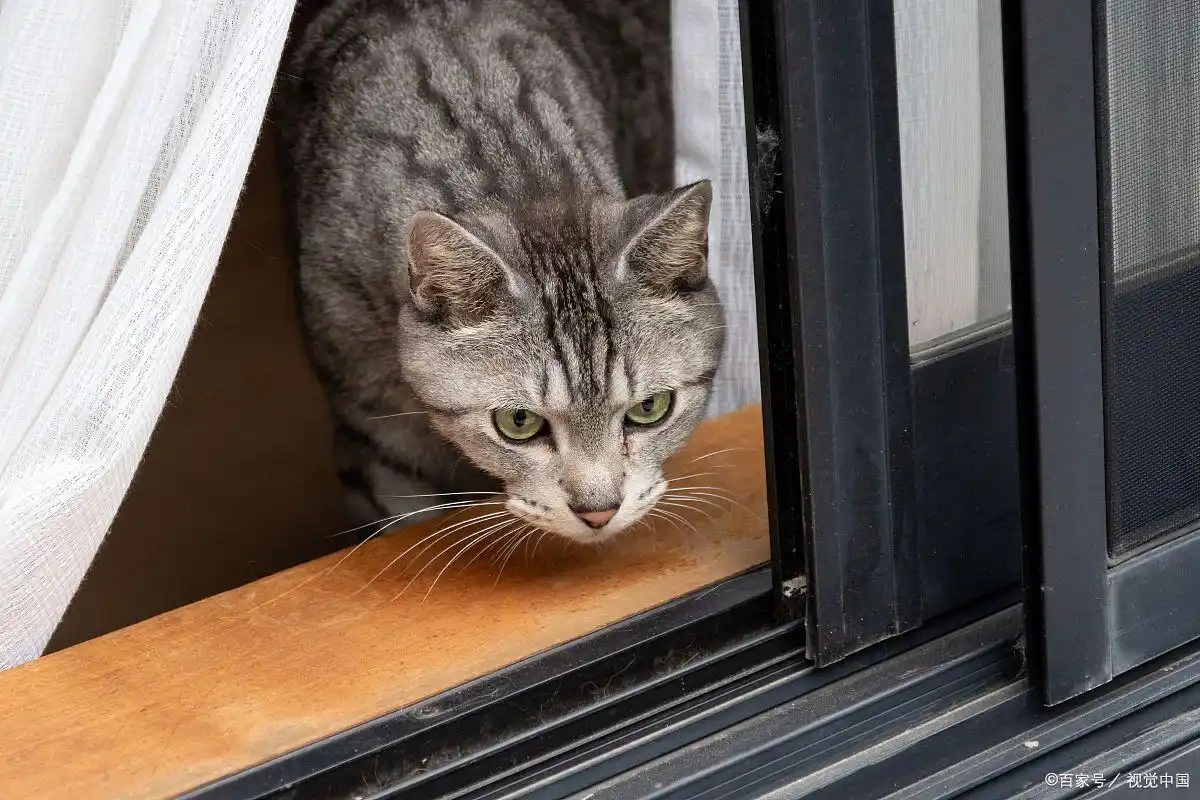 如何判断猫是否患上关节炎，可以从以下4点分辨-派特超人-宠物