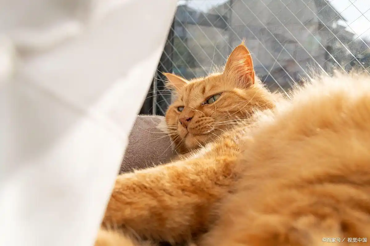 猫咪关节炎症状_猫咪多发性关节炎：僵硬步态诊断_判断猫咪关节炎方法